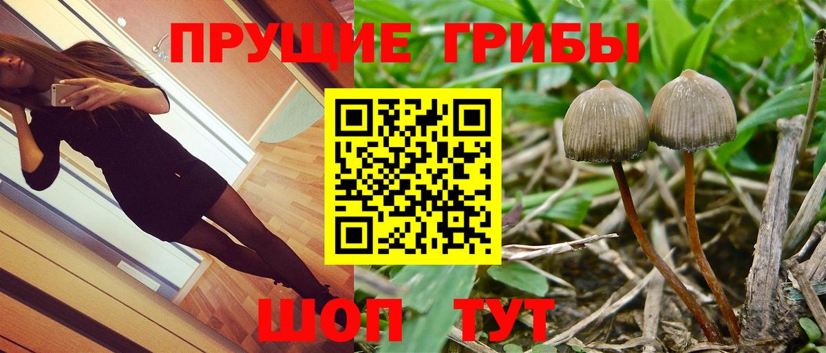 Псилоцибиновые грибы Psilocybe  Вход с VPN  Шелехов 