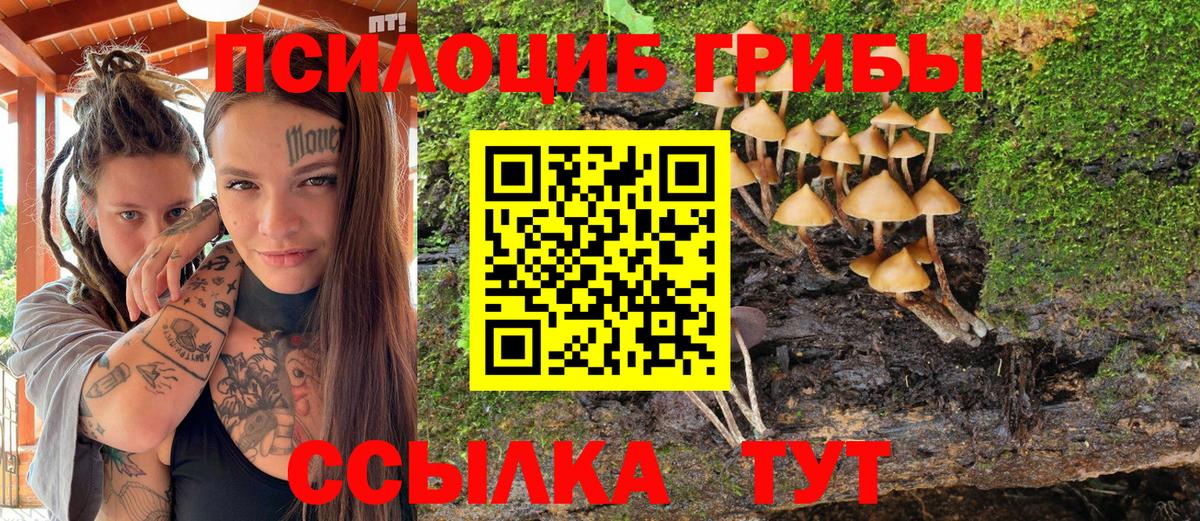Псилоцибиновые грибы Psilocybe Шелехов